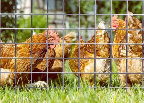 توری مش جوشی گالوانیزه الکتریکی با طول رول 50 متر و عرض 0.5 متر برای محوطه های حیوانات