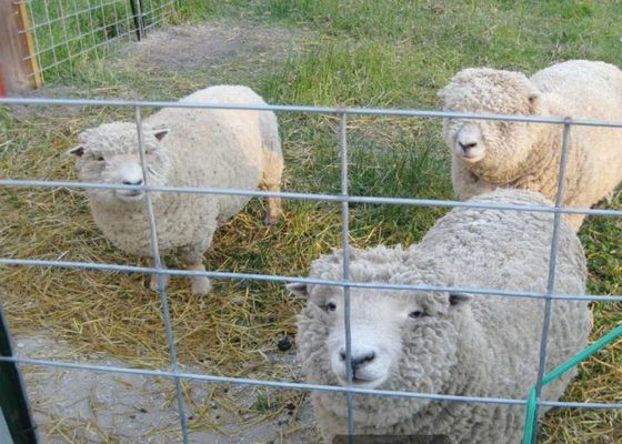 مش سیم جوشی گالوانیزه گرم در کشاورزی و دامپروری